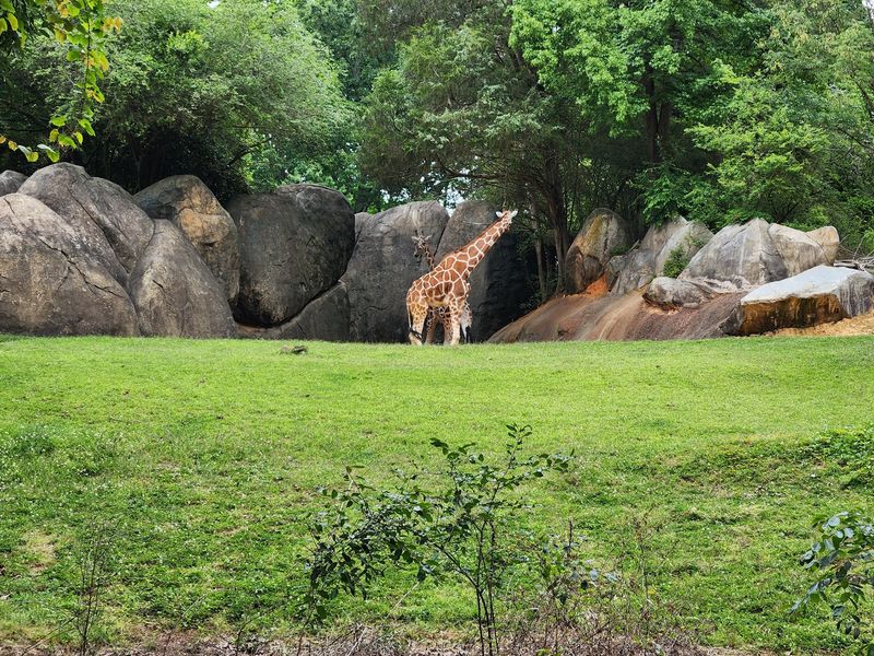North Carolina Hides A 40-Acre African Wildlife Paradise Where Giant Elephants Roam - Decor Hint Giraffes Will Look You Straight In The Eye Up Here
