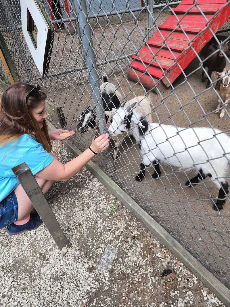 This October, Meet Santa And Real Reindeer At A North Carolina Park That Celebrates Christmas Early - Decor Hint Feed Friendly Animals During A Visit To The Petting Zoo