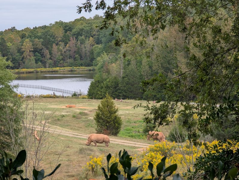 These 5,000 Pound Rhinos Can Run 30 MPH, And You Can See Them In North Carolina - Decor Hint Your Ticket Helps Protect Rhinos Thousands Of Miles Away