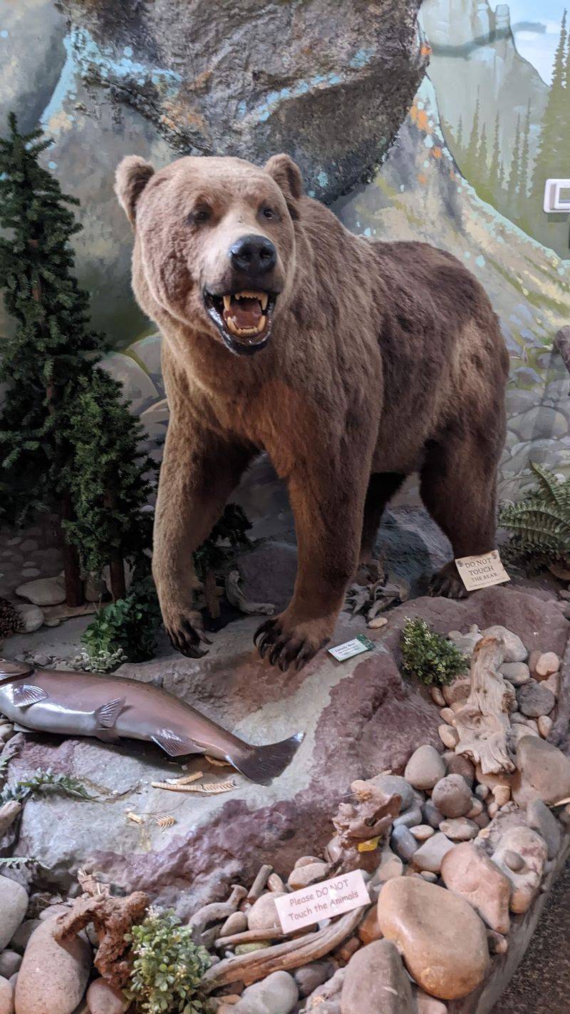 A Grizzly, A Cougar, And A Whole Lineup Of Idaho Wildlife