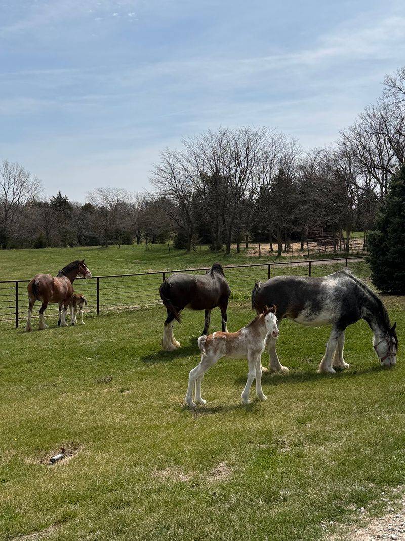 More Than 30 Clydesdales And Draft Horses Pull Wagons At This Working Nebraska Farm - Decor Hint Plan Ahead Before You Point The Car Toward Denton