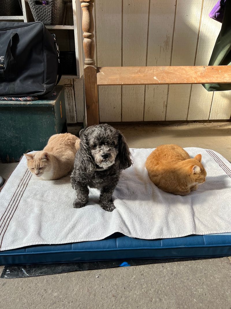 The Mat That One Dog Can't Wait To Climb On