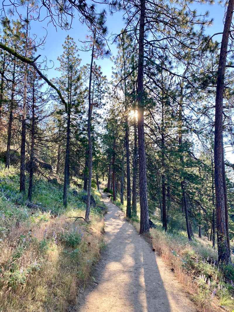 Tubbs Hill In Coeur D'alene Offers Free Lakeside Trails For Family Walks - Decor Hint The 2.2-Mile Loop That Kids Can Actually Finish