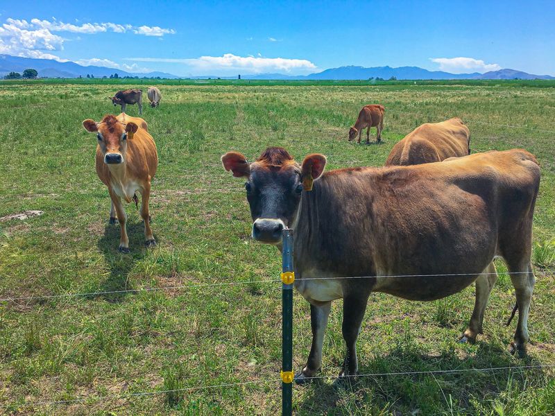 The Jersey Cows Steal The Show Here