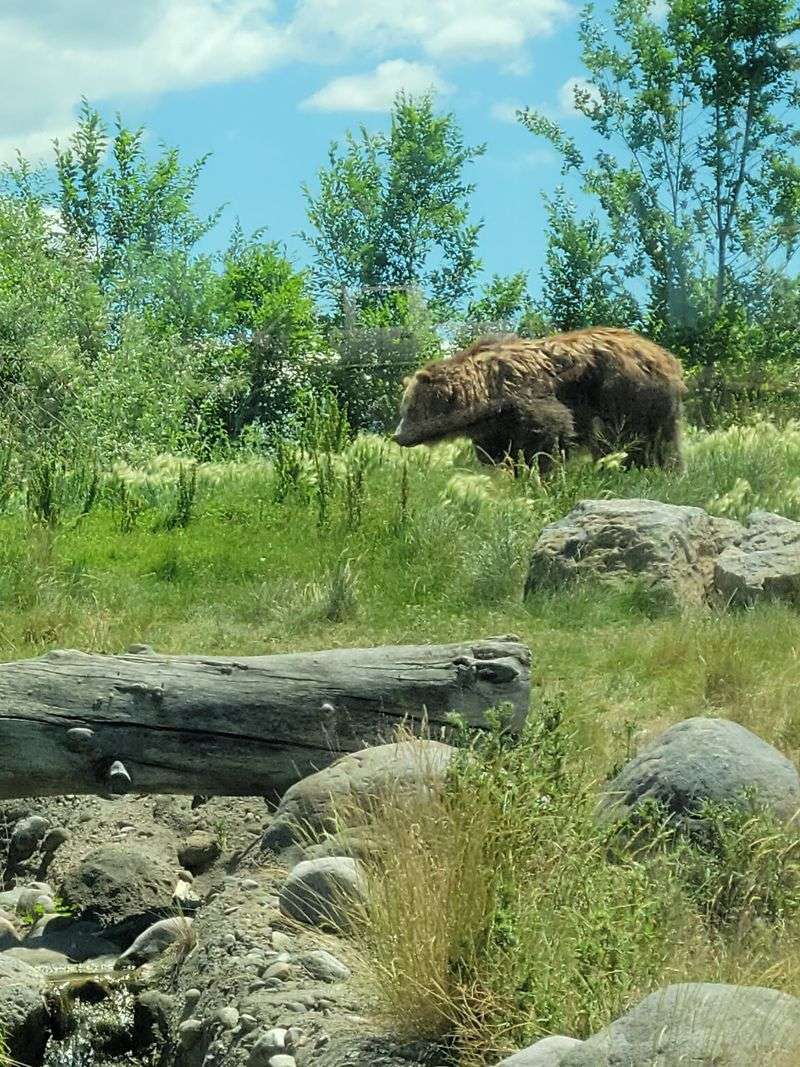 Front-Row Seats For The Grizzly Show