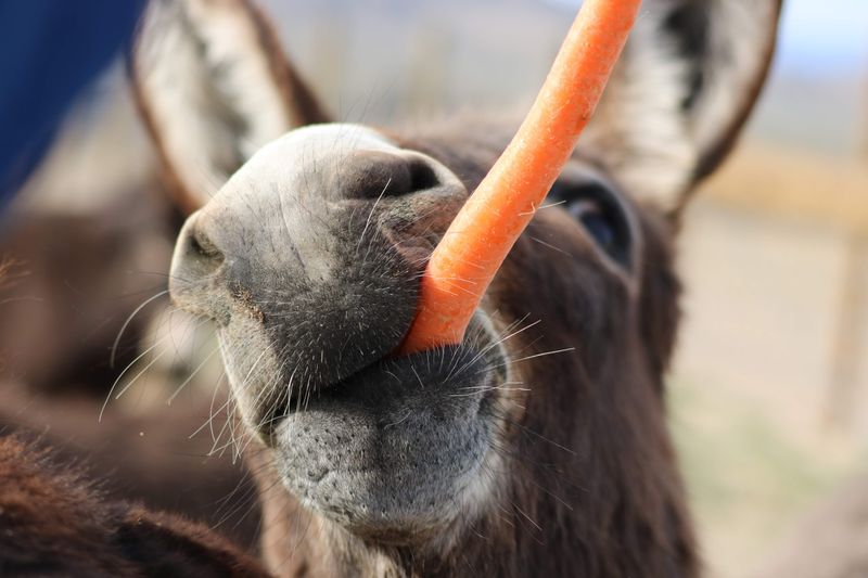 A Small Idaho Rescue That Earns Its Cheerful Name