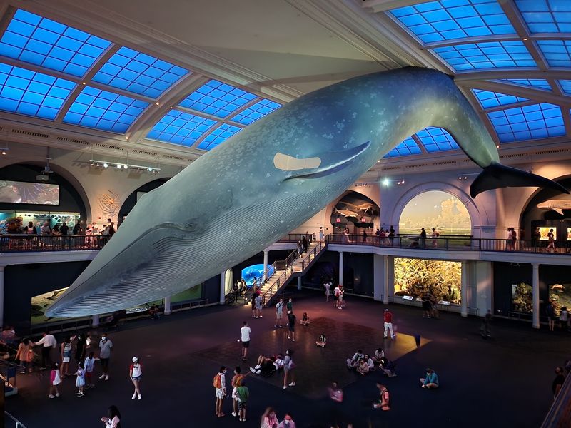 American Museum Of Natural History