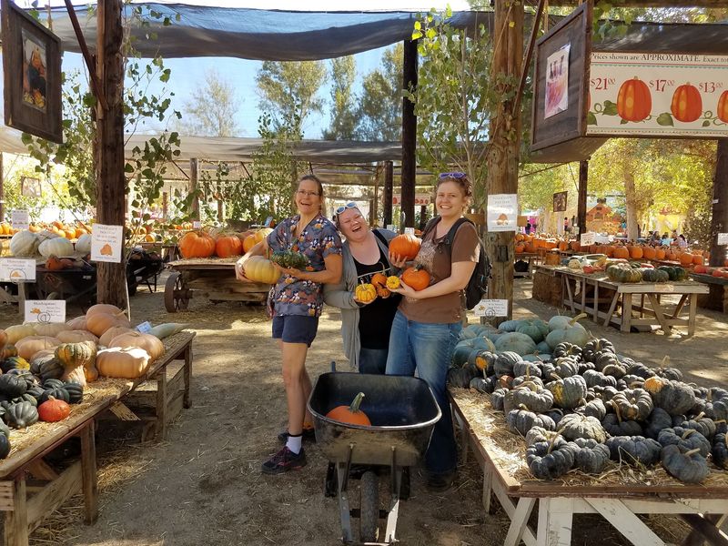 Pumpkin Picking Is Still A Major Attraction