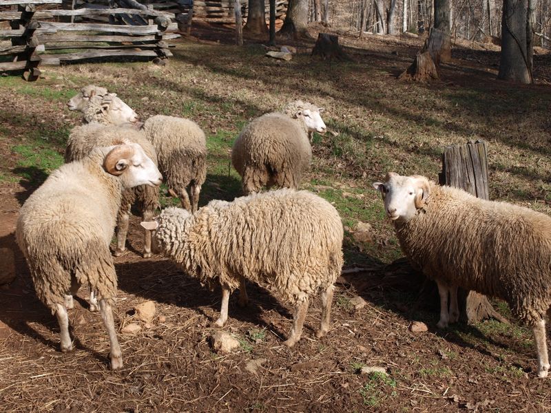 This North Carolina Fall Festival Is All About Shucking Corn, Working Gristmills, And Forgotten Farm Traditions - Decor Hint Say Hello To The Farm's Four-Legged Crew