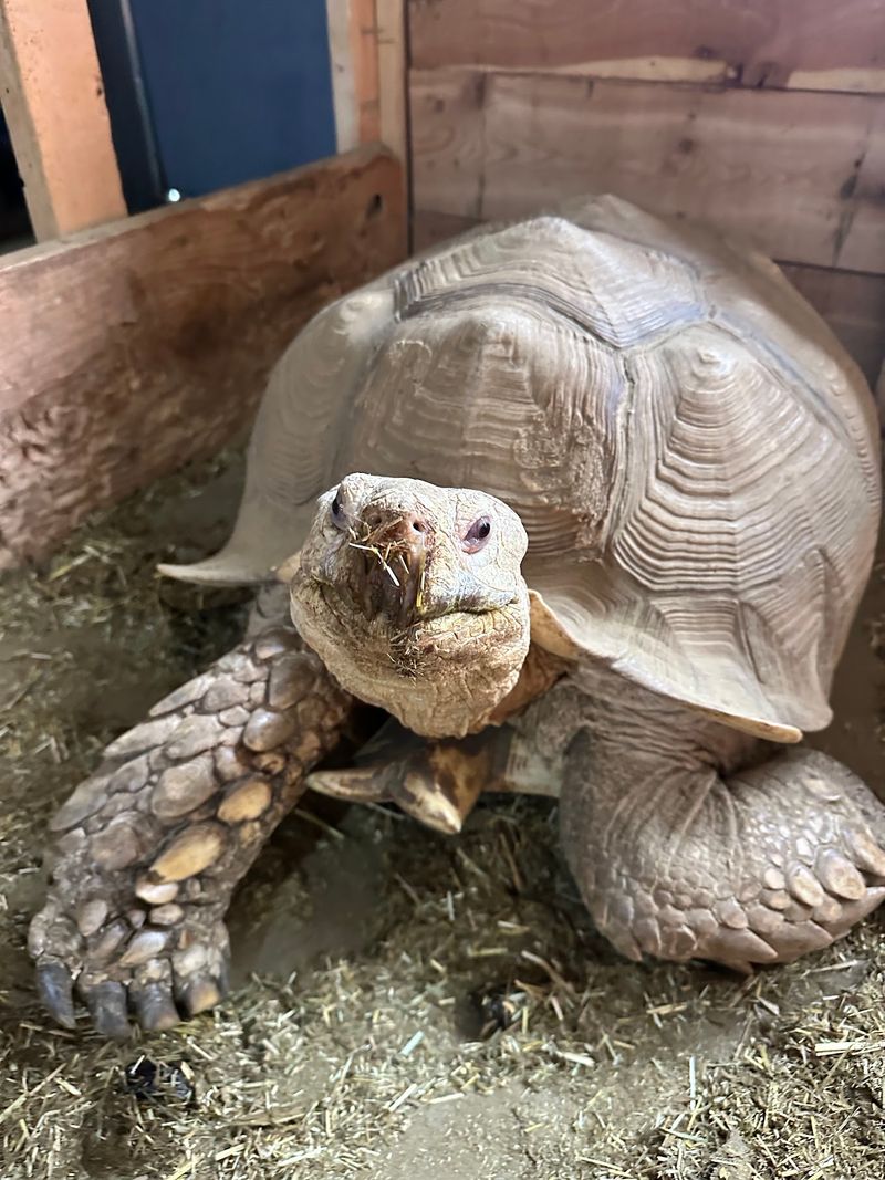 Hundreds Of Reptiles From Around The World Live Inside This Small Idaho Animal Center - Decor Hint A Garden City Spot Where 400 Scaly Neighbors Live