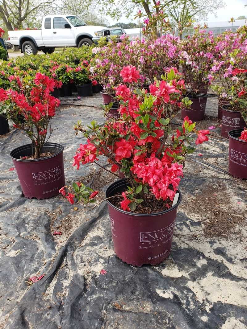 Pick Your Own Plants Straight From The Nursery Rows