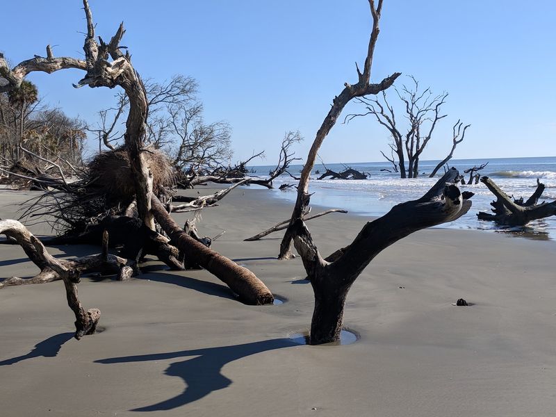 Bulls Island, Cape Romain National Wildlife Refuge