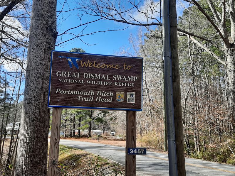 10 Virginia Bird Sanctuaries Where A Quiet Morning Can Turn Into Something Unforgettable - Decor Hint Great Dismal Swamp National Wildlife Refuge, Suffolk