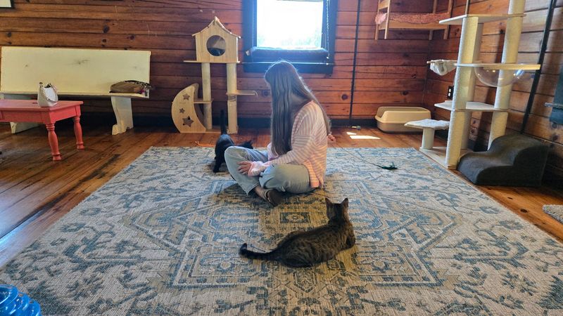 Fur Babies Cat Cafe