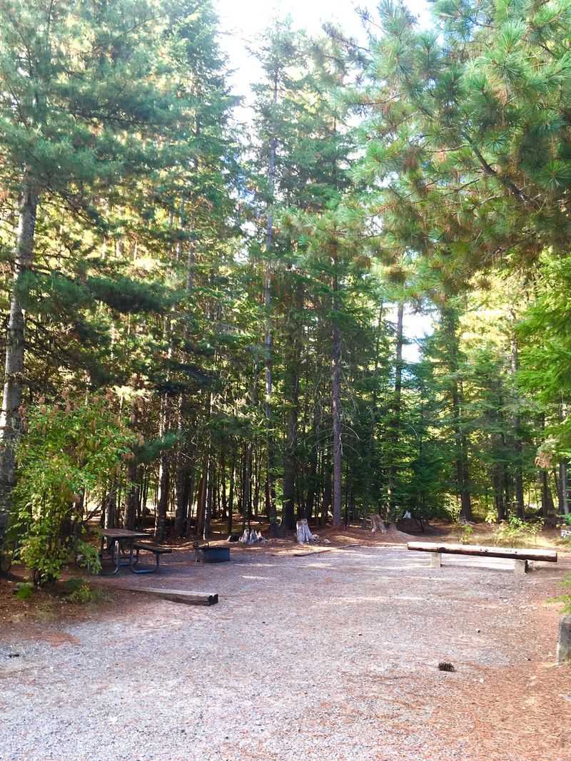 Campsites Shaded By Cedars And Big Pines