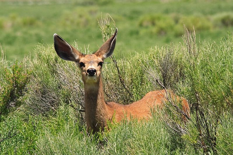 13 California Counties Where Deer Are On The Move During Fall Mating Season - Decor Hint Fresno County: High Country Lakes And Lively Herds