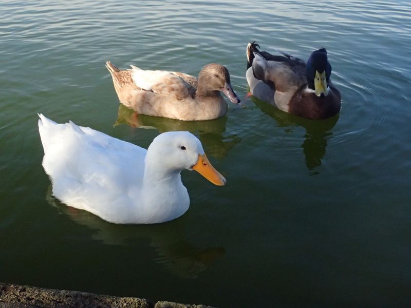 Ducks Have Taken Over The Old Swimming Spot