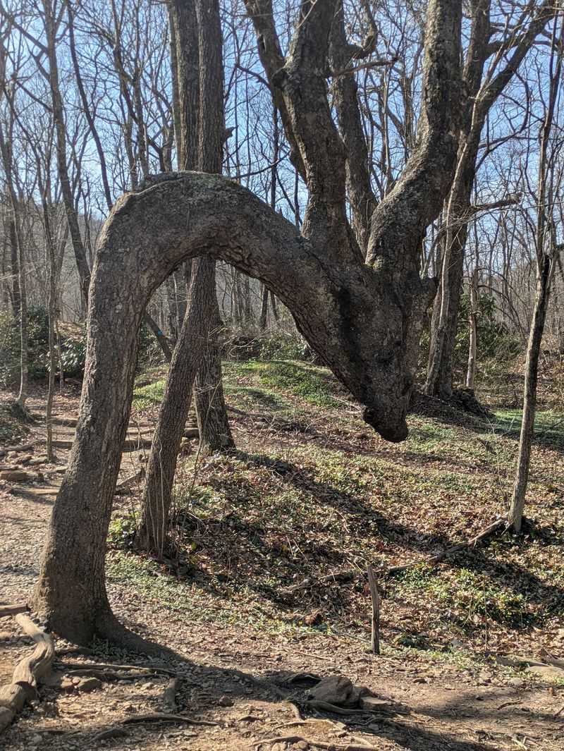 The Native American Marker-Tree Story Remains A Fascinating Unproven Mystery