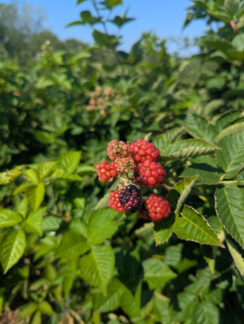 Blackberries and Summer Fruit Between Apple Seasons