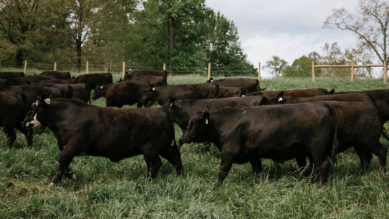 teXga Farms