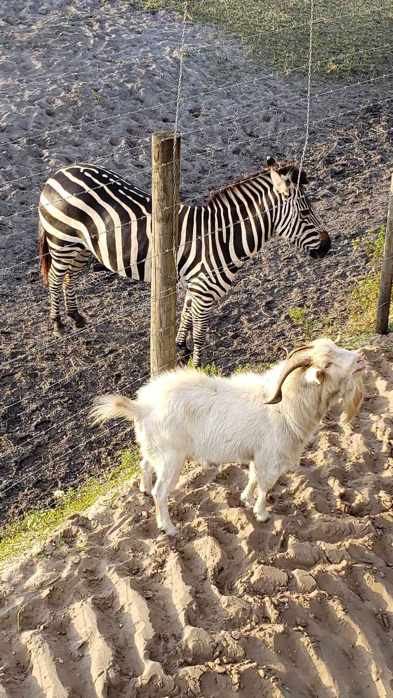Feed Buckets And Fearless Goats