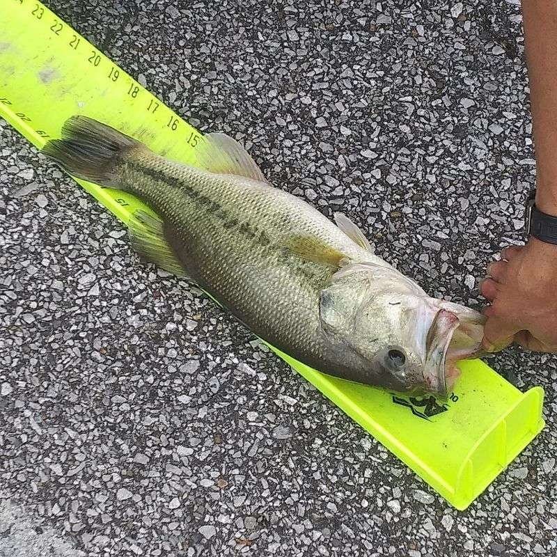 The Biggest Names In Pro Bass Fishing Are Coming To Kentucky’s Lakes For An All-Star Showdown In 2027 - Decor Hint The State Park Next Door Turns A Trip Into A Getaway