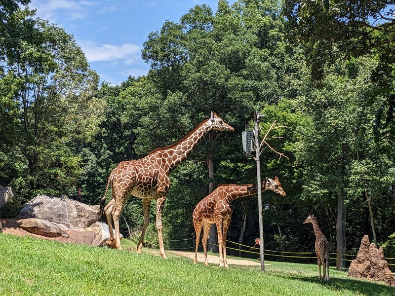 North Carolina Zoo Volunteer Services