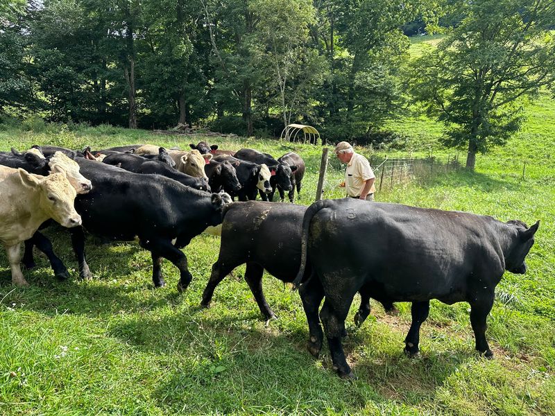 Shipley Farms Signature Beef