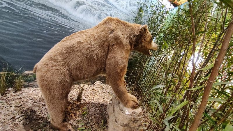 Keep An Eye On The Grizzly Behind The Trees