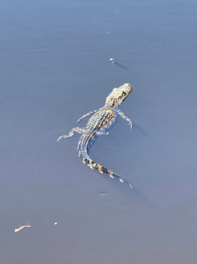 This Hidden North Carolina Pond Is Crawling With Alligators, And It’s Scarier Than You Think - Decor Hint Know Why Dawn And Dusk Require Extra Caution Around Alligator Habitat