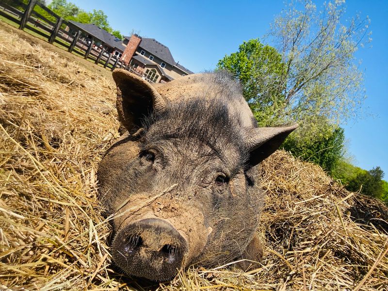 Tribe Animal Sanctuary