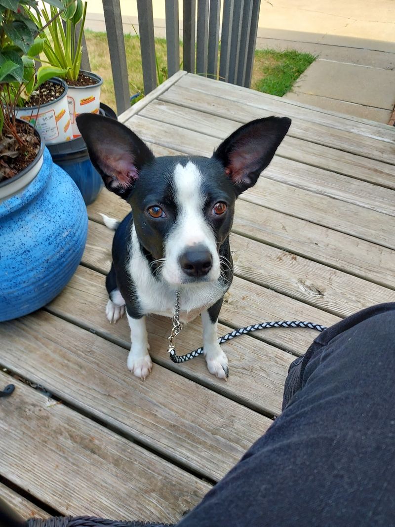 Volunteer Shifts That Come With Wagging Coworkers