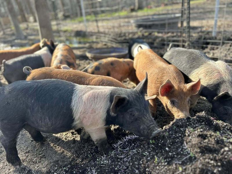 R&B Rhyne Farms