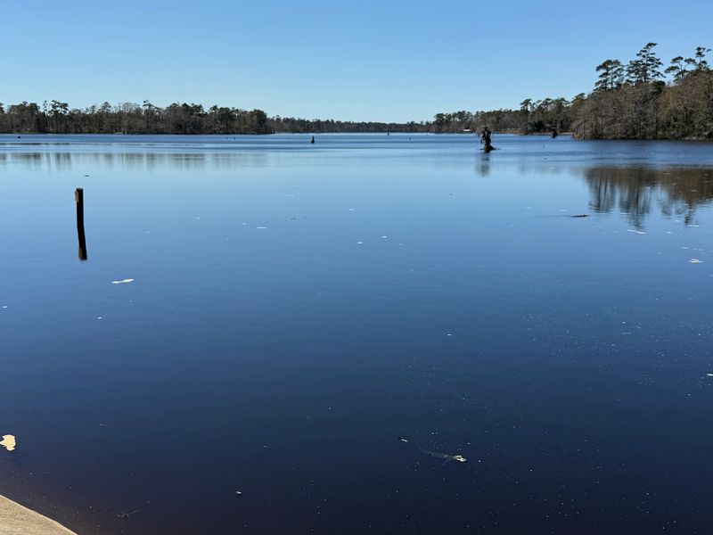 This Hidden North Carolina Pond Is Crawling With Alligators, And It’s Scarier Than You Think - Decor Hint Remember That The Pond Is Privately Owned And Public Access Is Restricted