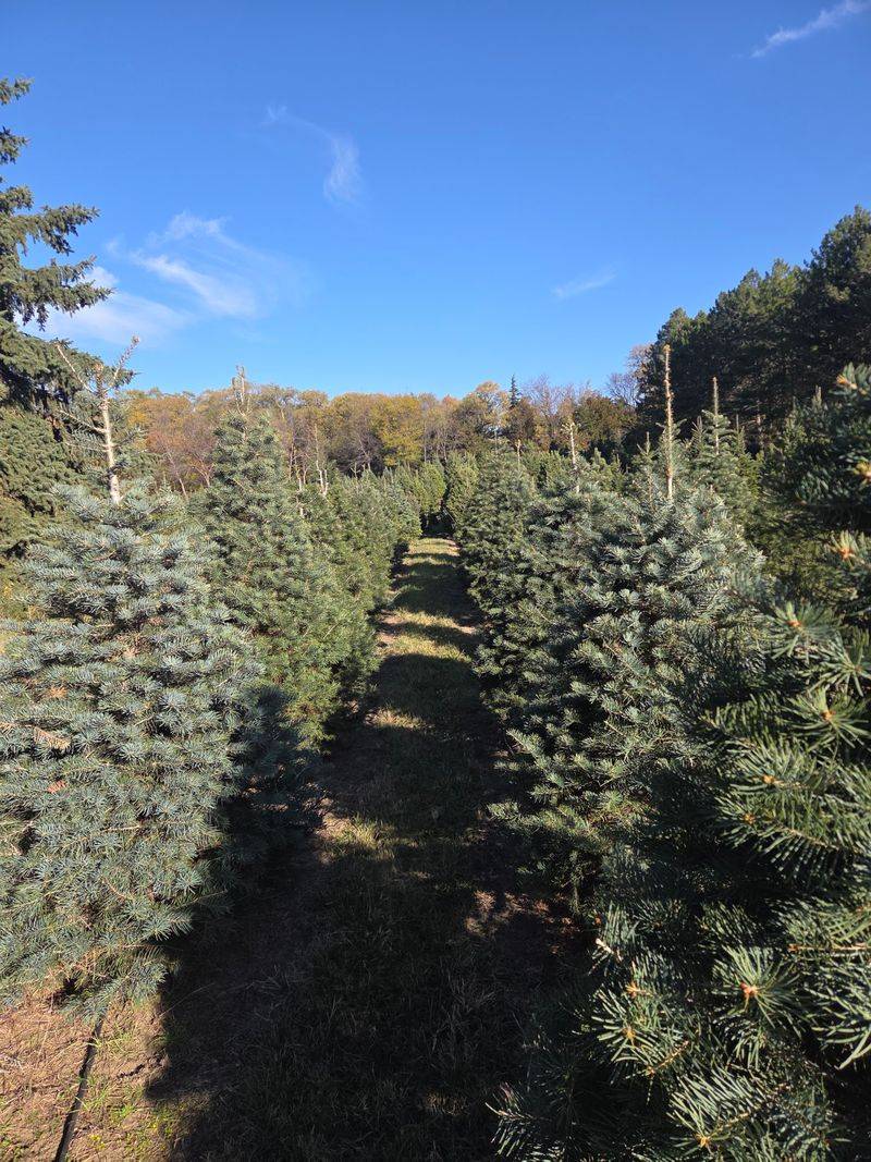 8 Nebraska Christmas Tree Farms Where You Saw Down A Tree Grown In Their Own Fields - Decor Hint Aldag Acres Christmas Tree Farm