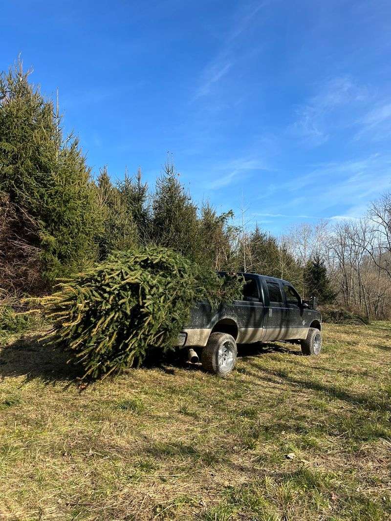 Cathole Bend Christmas Trees