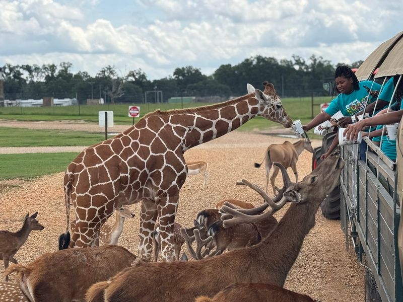 Global Wildlife Center, Folsom