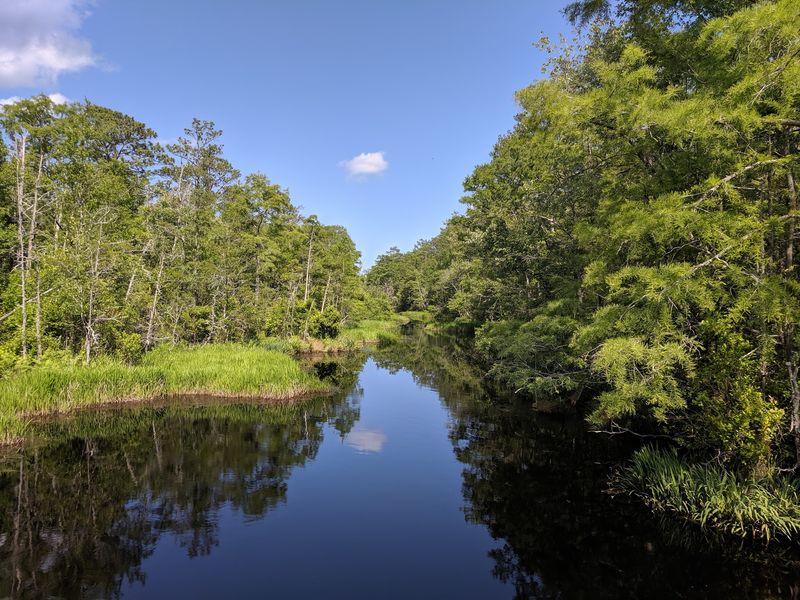 Alligator River National Wildlife Refuge