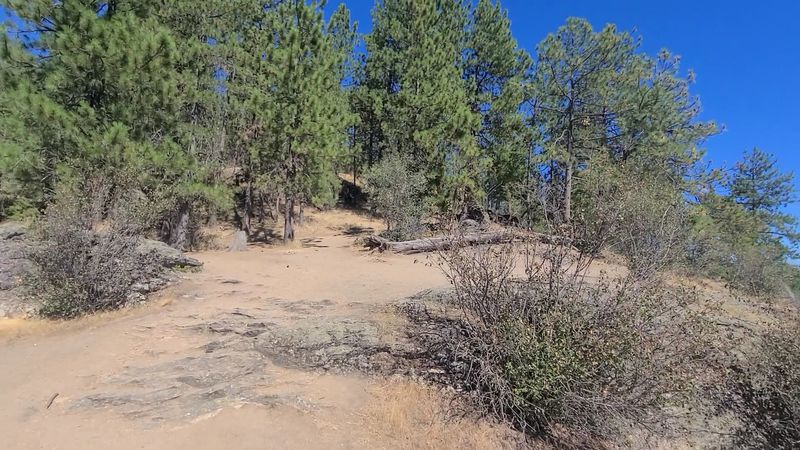 Tubbs Hill In Coeur D'alene Offers Free Lakeside Trails For Family Walks - Decor Hint Leashed Pups, Grandparents, And Everyone In Between