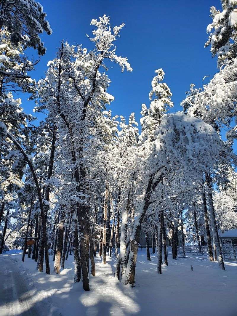 Snow Days In The Desert State