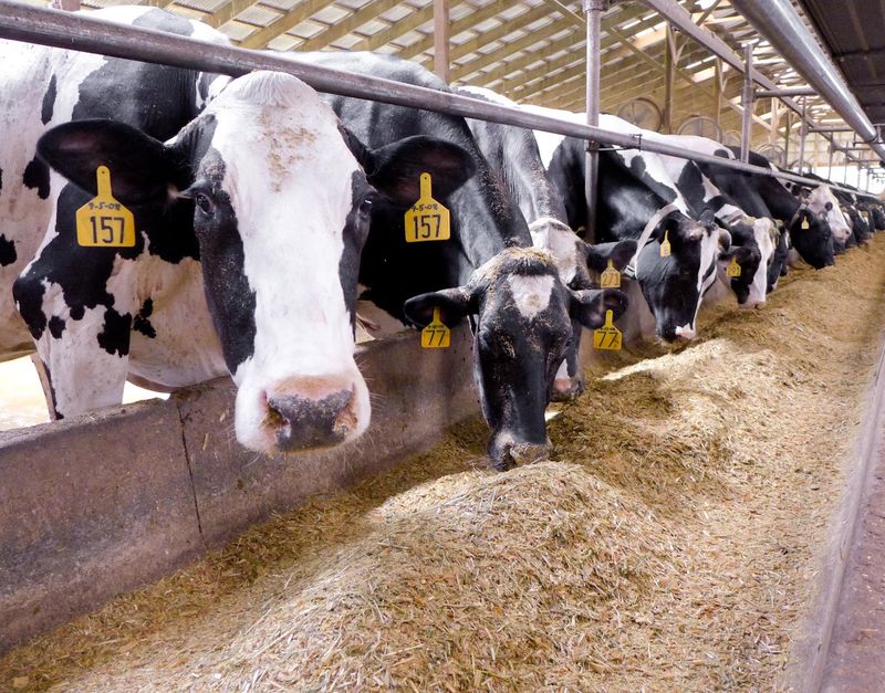 Here Are 8 Pennsylvania Ice Cream Dairies Where The Cows Are Right Out Back - Decor Hint Pine View Dairy