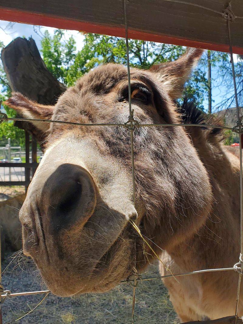 Goats To Feed And Kids To Wear Out