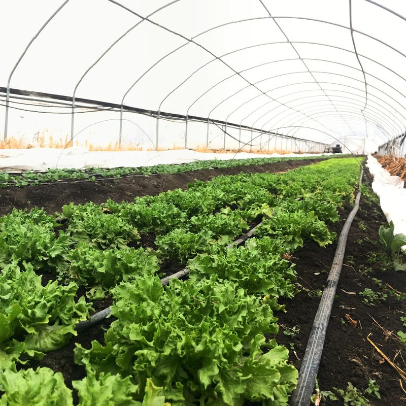 Hoop Houses That Keep The Vegetables Coming