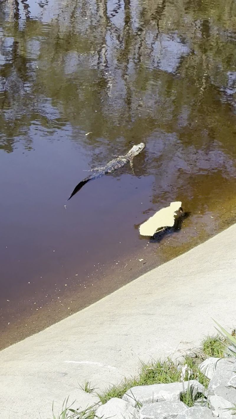This Hidden North Carolina Pond Is Crawling With Alligators, And It’s Scarier Than You Think - Decor Hint Watch For Alligators Basking Near The Water Without Getting Too Close