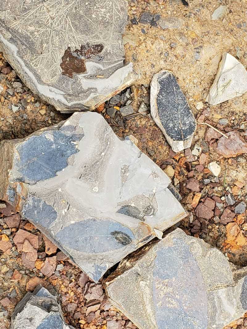 Rare Fish In The Shale