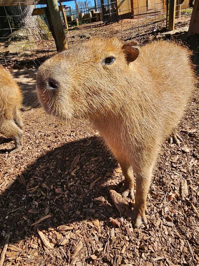 Capybara Time Is Peak Chill