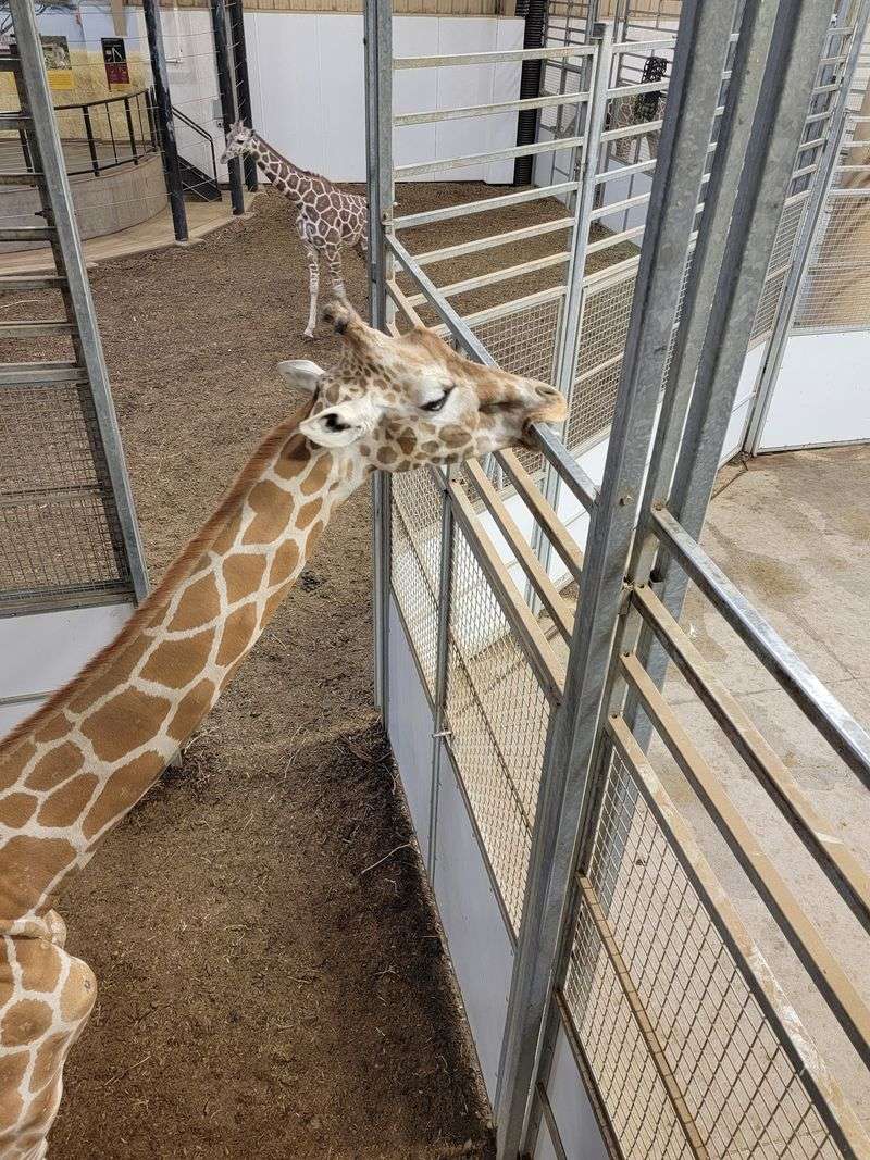 Climb Upstairs, Feed Lettuce To Giraffes, And Even Pet Them At This Nebraska Zoo - Decor Hint A Gentle Pat That Turns Into A Lifelong Story