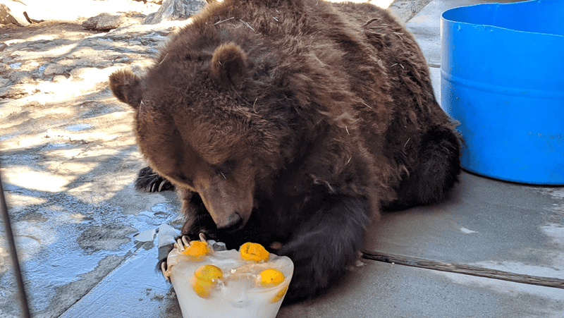 Big Bear Alpine Zoo, Big Bear Lake