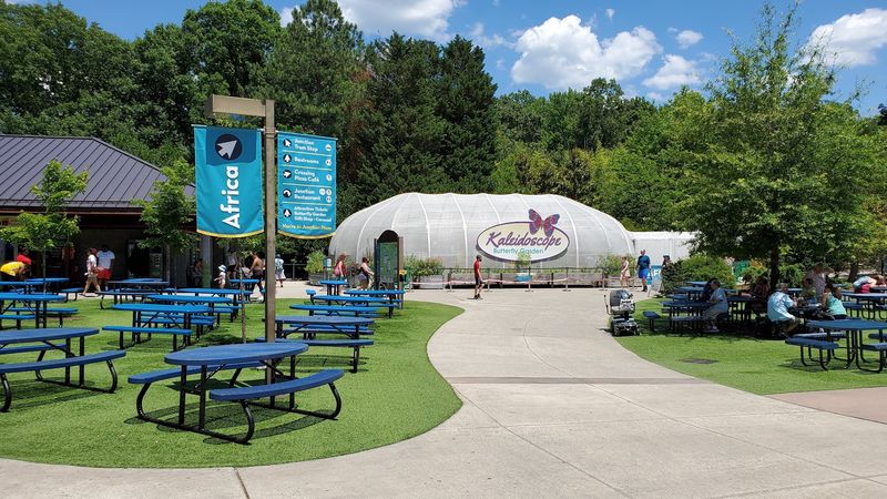 North Carolina Hides A 40-Acre African Wildlife Paradise Where Giant Elephants Roam - Decor Hint Fried Chicken Fuel For Elephant-Sized Adventures