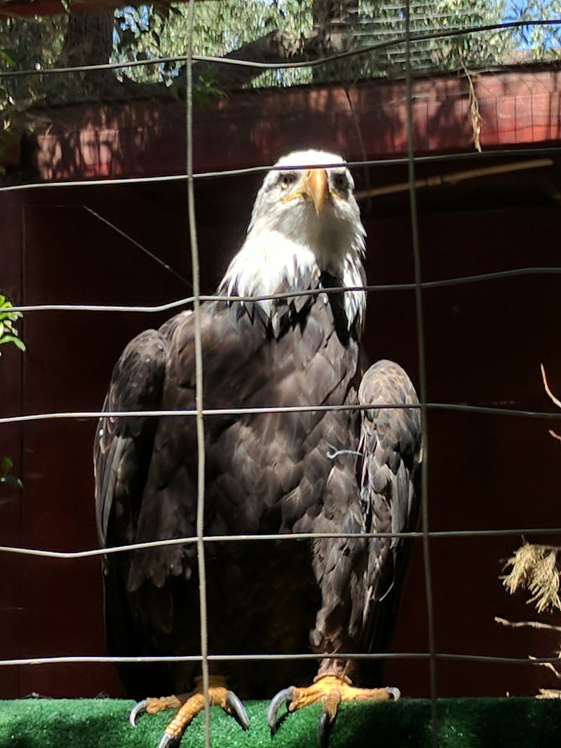 Wildlife Learning Center, Sylmar